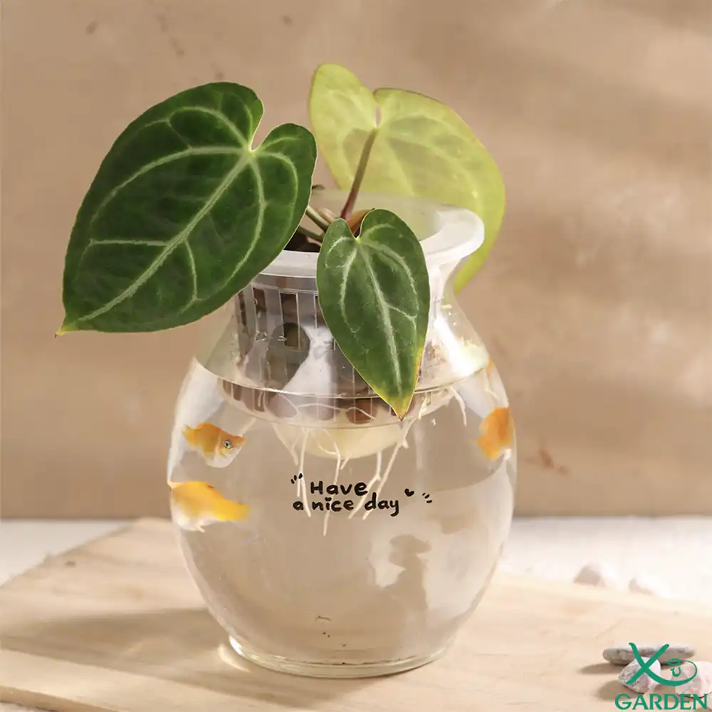 Anthurium thuỷ sinh Cây kiểng lá Anthurium thuỷ sinh
