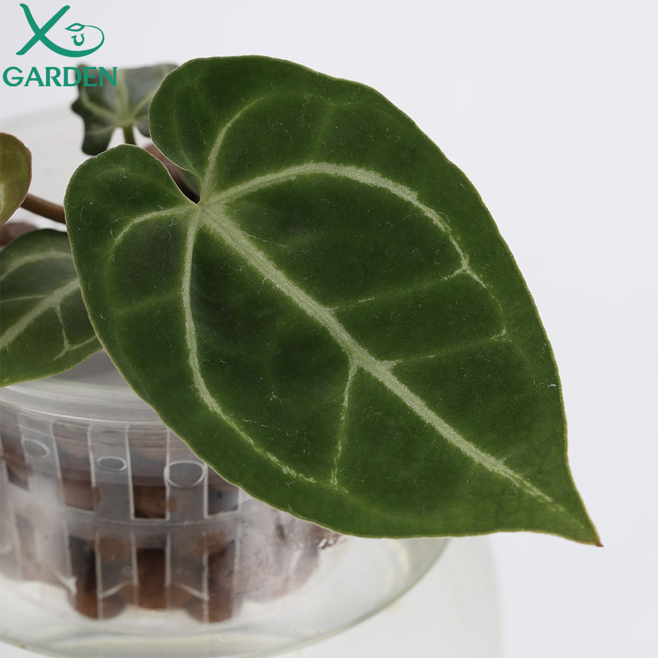 Anthurium Crystallinum: Siêu Sao Lá Ngọc Tràng Trề Cho Không Gian Sống Anthurium hybrids