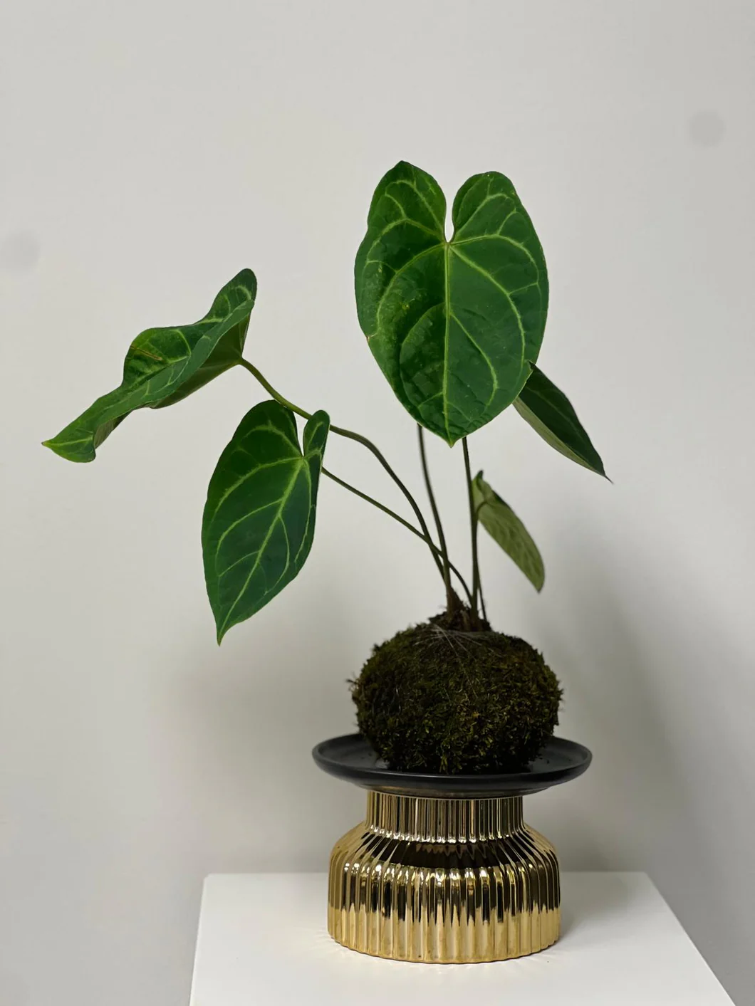Anthurium Kokedama: Nghệ Thuật Bonsai Độc Đáo Trong Không Gian Sống Kekodama Anthurium