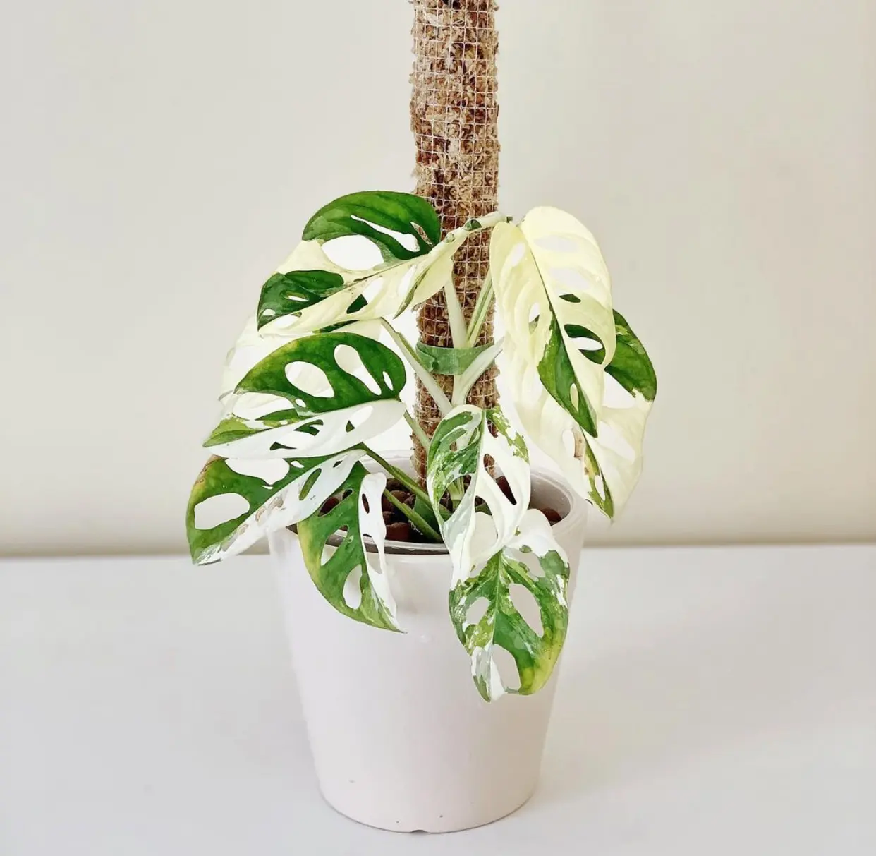 Khám Phá Sự Đa Dạng Của Các Loại Cây Monstera Tuyệt Đẹp Monstera Adansonii Variegated