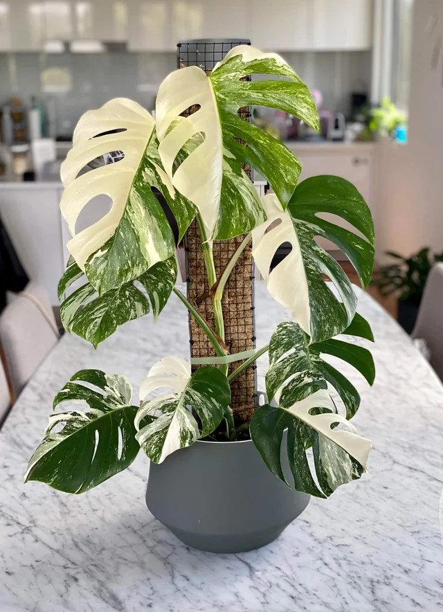 Monstera Albo