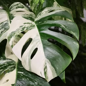 Cây Monstera Albo