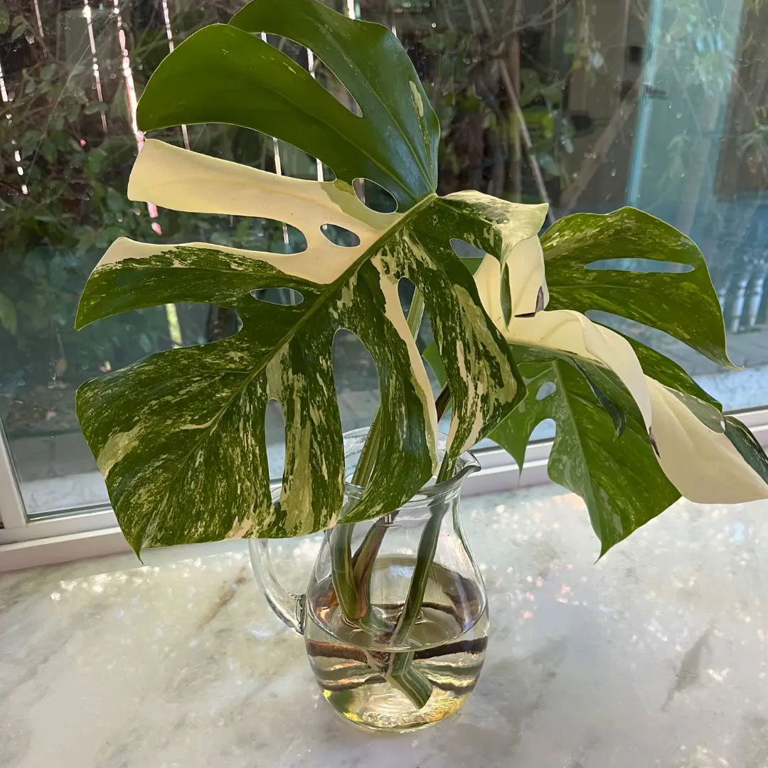 Cây Để Bàn Văn Phòng Tuyệt Vời Cho Mọi Dân Văn Phòng Monstera Albo nhân giống