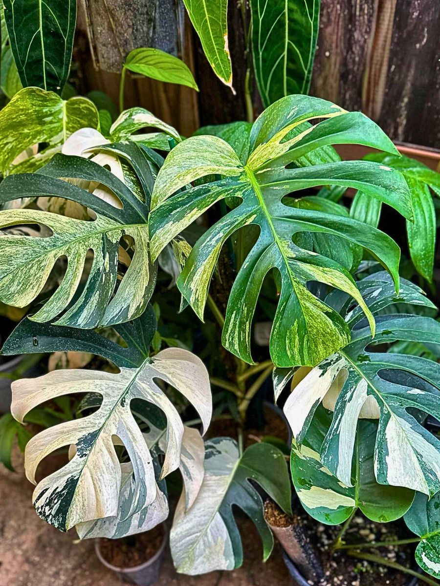 Cây Monstera Mint: Biểu Tượng Độc Đáo Cho Không Gian Sống Cây Monstera Mint