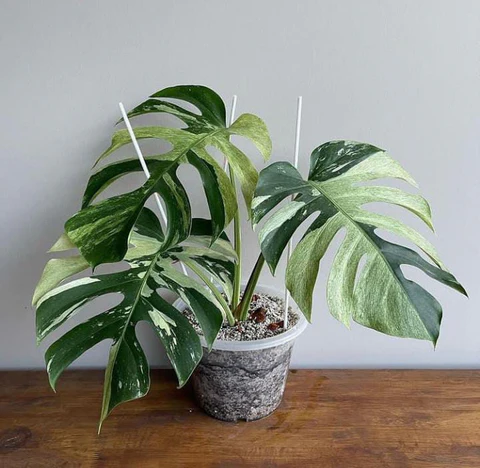 Cây Monstera Mint: Biểu Tượng Độc Đáo Cho Không Gian Sống Cây Monstera Mint