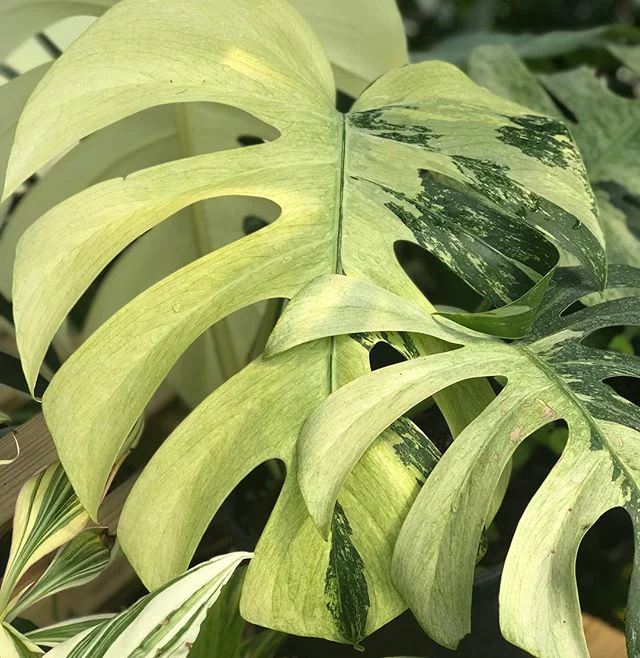 Cây Monstera Mint: Biểu Tượng Độc Đáo Cho Không Gian Sống Cây Monstera Mint