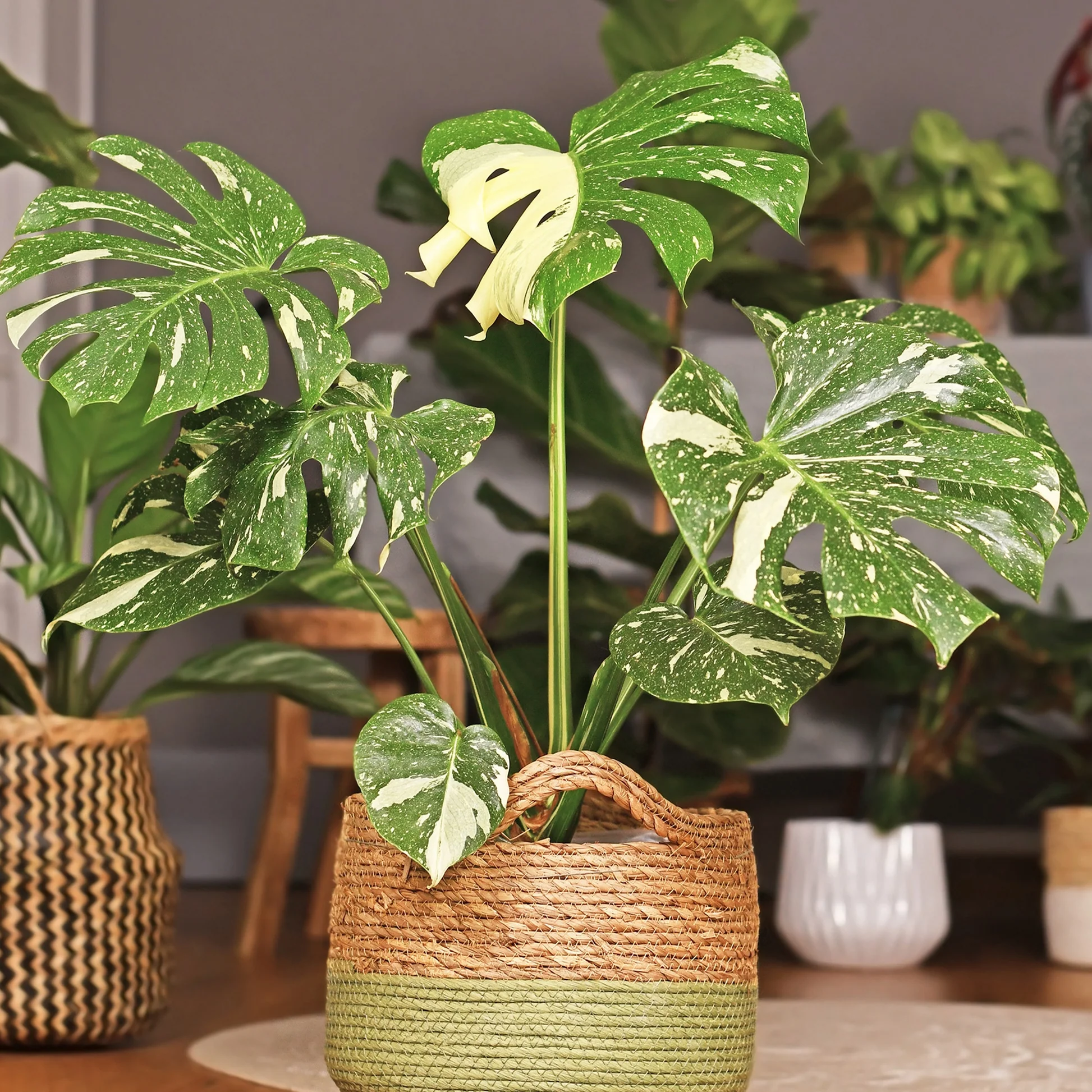 Cây Để Bàn Văn Phòng Tuyệt Vời Cho Mọi Dân Văn Phòng Monstera Thai Constellation
