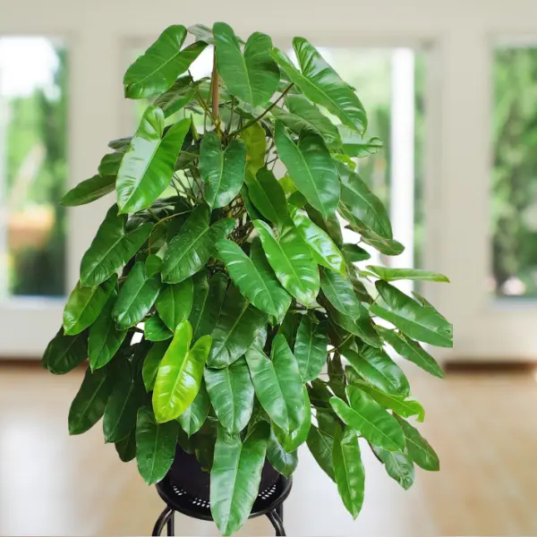 Vẻ đẹp và Cách Chăm sóc Trầu Bà Tỉ Phú Philodendron Burle Marxii Cây Philodendron Burle Marxii