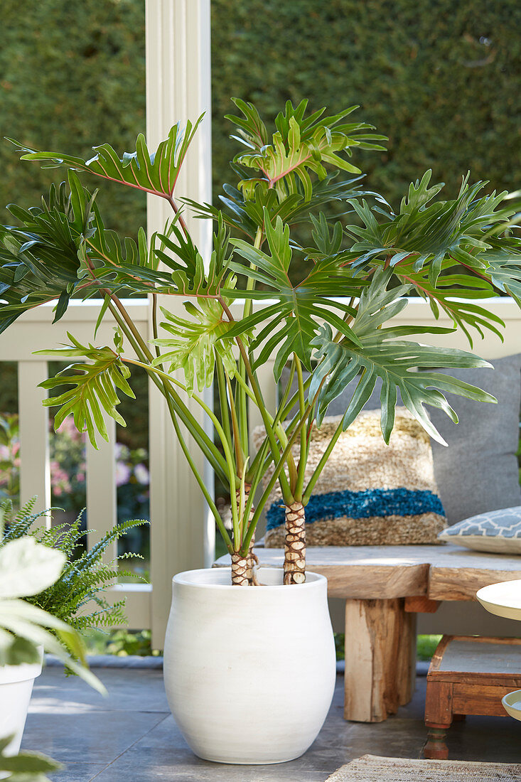 Trầu Bà Thanh Xuân: Vẻ đẹp độc đáo và thiên nhiên trong tầm tay Philodendron bipinnatifidum