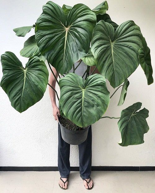 Philodendron Lá Lớn