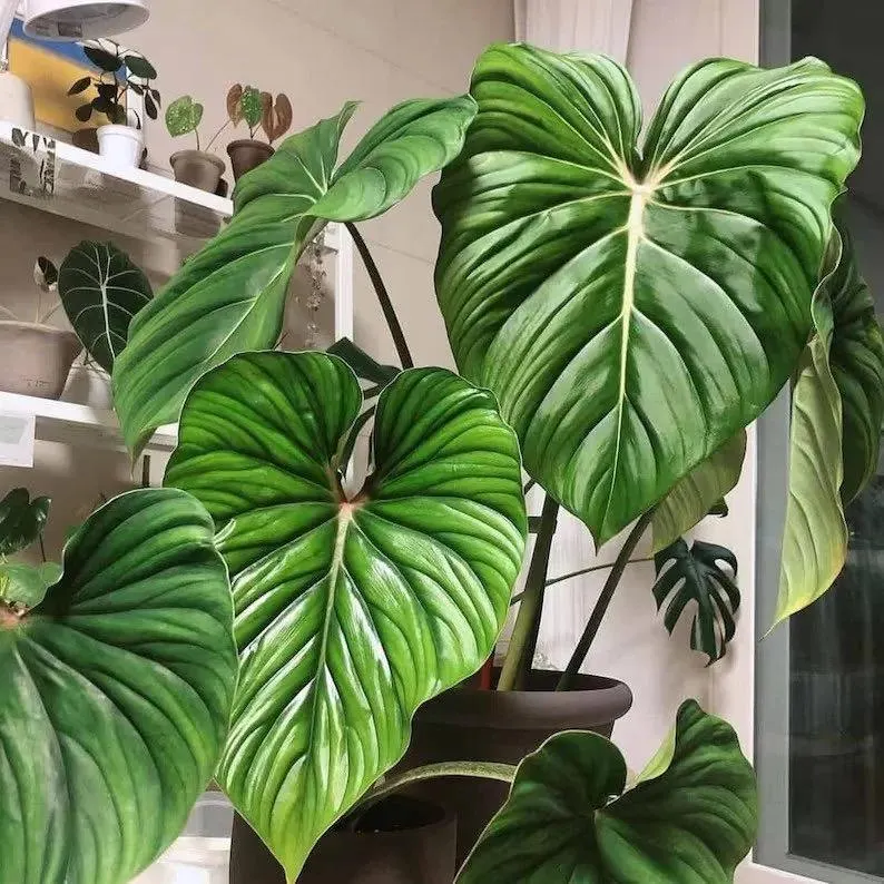 Khám Phá Vẻ Đẹp & Lợi Ích Cây Philodendron Plowmanii cây Philodendron plowmanii