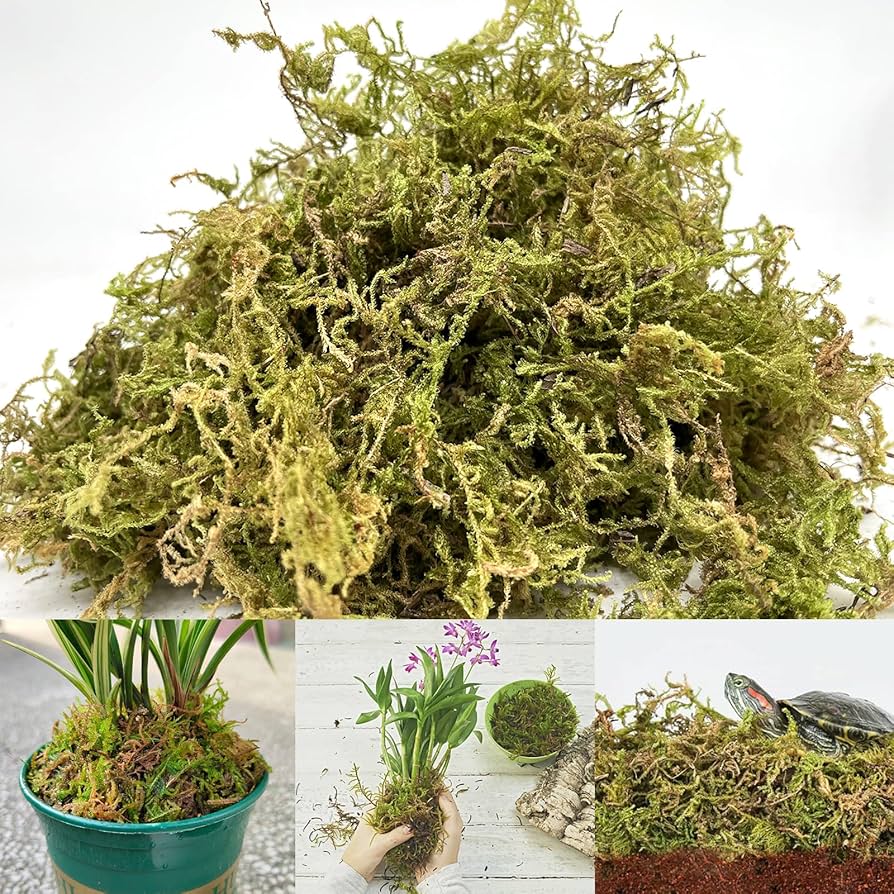 Anthurium Kokedama: Nghệ Thuật Bonsai Độc Đáo Trong Không Gian Sống Rêu Sphagnum moss