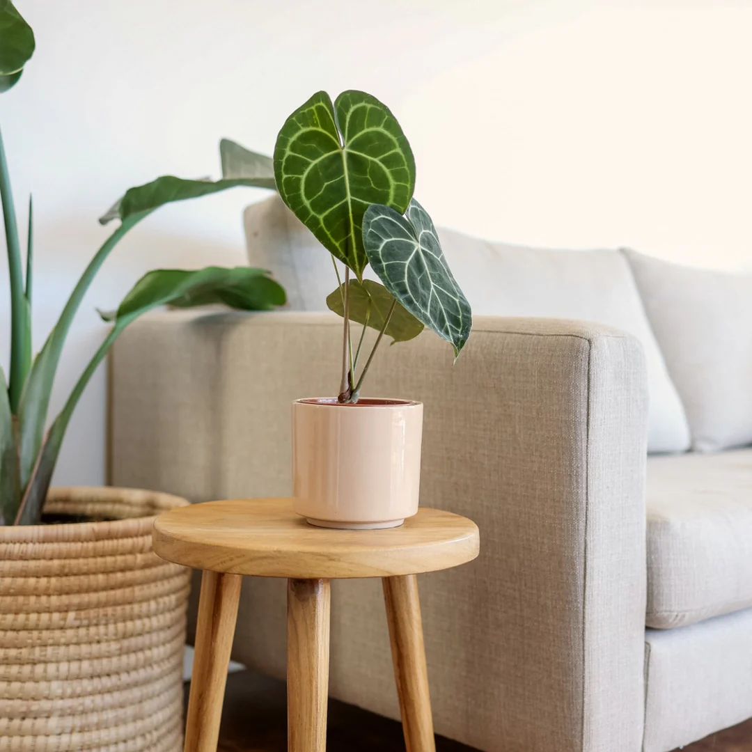 Khám Phá Vẻ Đẹp Đa Dạng Của Các Loại Cây Anthurium Cho Không Gian Sống Anthurium tim