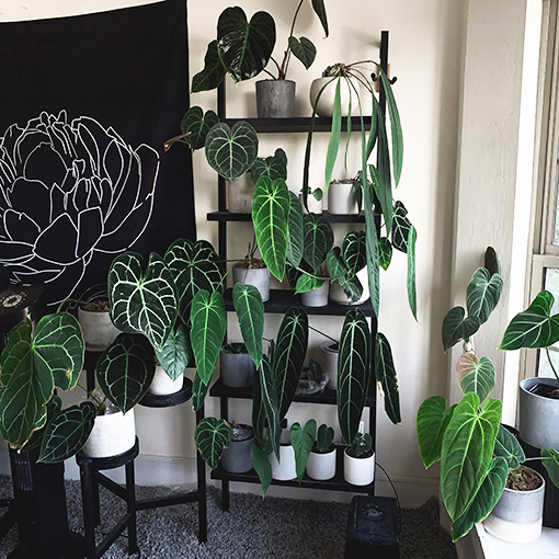 Anthurium