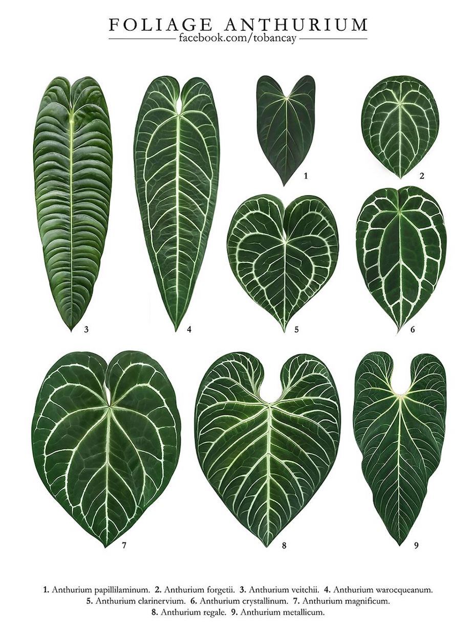 Anthurium Crystallinum: Siêu Sao Lá Ngọc Tràng Trề Cho Không Gian Sống Biến thể của Anthurium