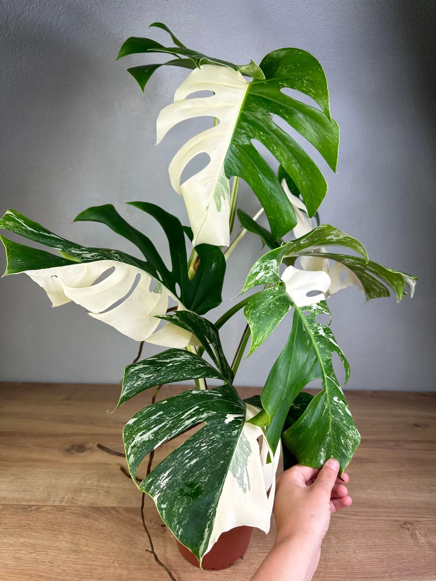 Monstera Albo