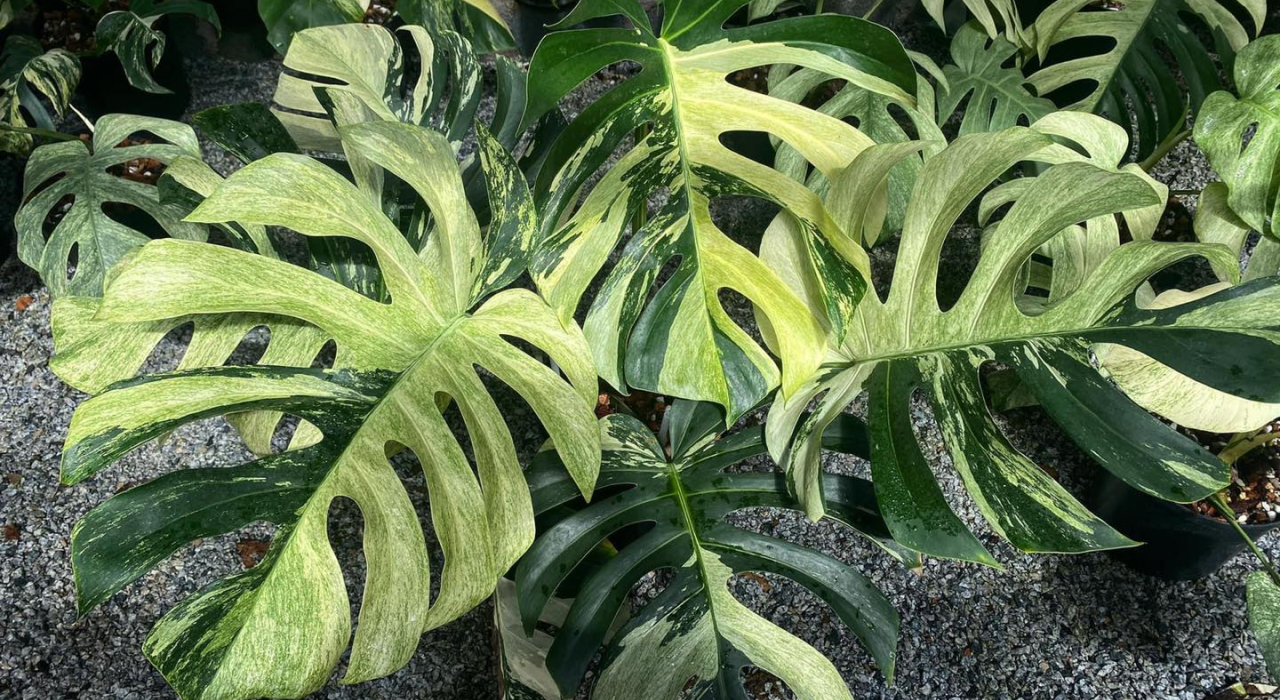 Cây Monstera Mint: Biểu Tượng Độc Đáo Cho Không Gian Sống Cây Monstera Mint