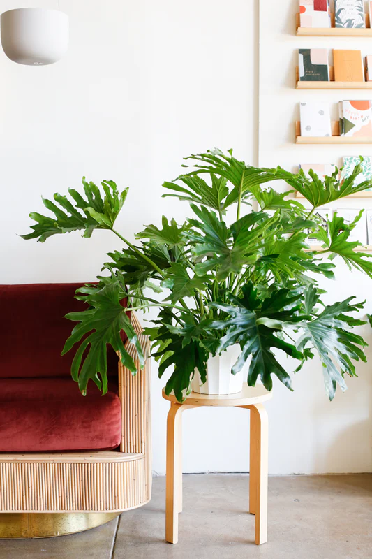 Trầu Bà Thanh Xuân: Vẻ đẹp độc đáo và thiên nhiên trong tầm tay cây Philodendron bipinnatifidum