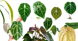 cây anthurium
