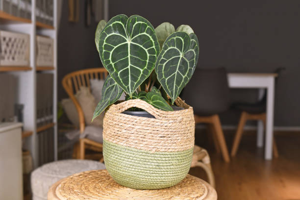 Khám Phá Vẻ Đẹp Đa Dạng Của Các Loại Cây Anthurium Cho Không Gian Sống cây anthurium phòng khách