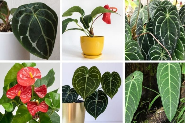 Khám Phá Các Loại Cây Anthurium Hiếm Hấp Dẫn Người Sưu Tầm Cây Anthurium