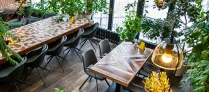 Cây Cảnh Cho Quán Cafe