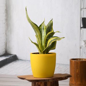Cây Cảnh Hợp Mệnh Thổ