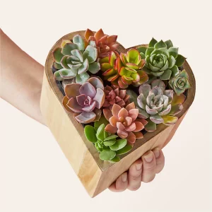 Cây Cảnh Tặng Sinh Nhật