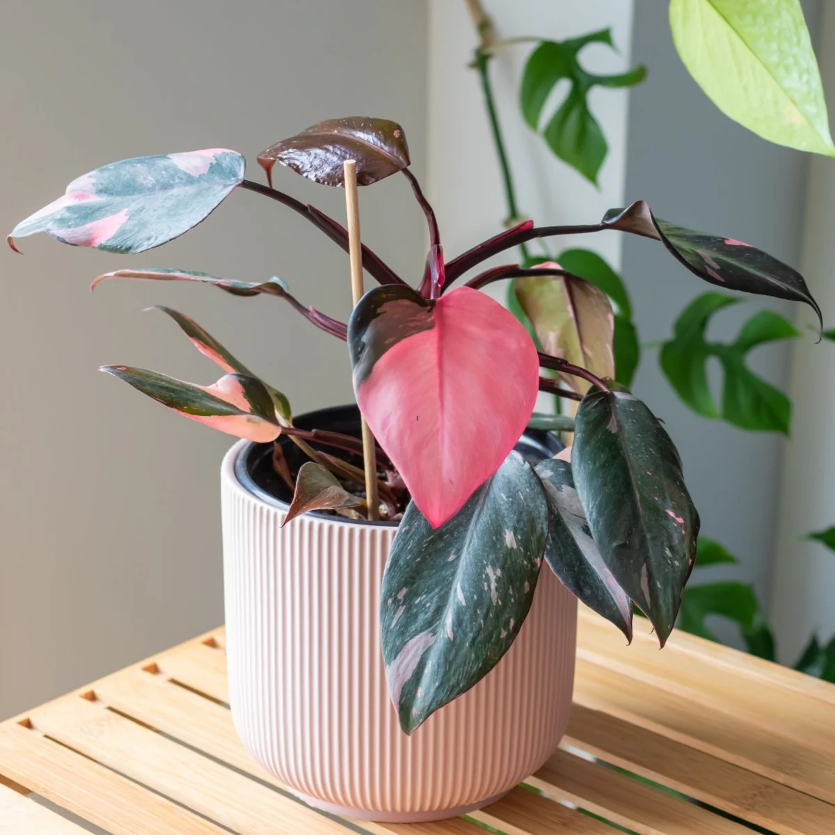 Cây Để Bàn Văn Phòng Tuyệt Vời Cho Mọi Dân Văn Phòng philodendron pink princess