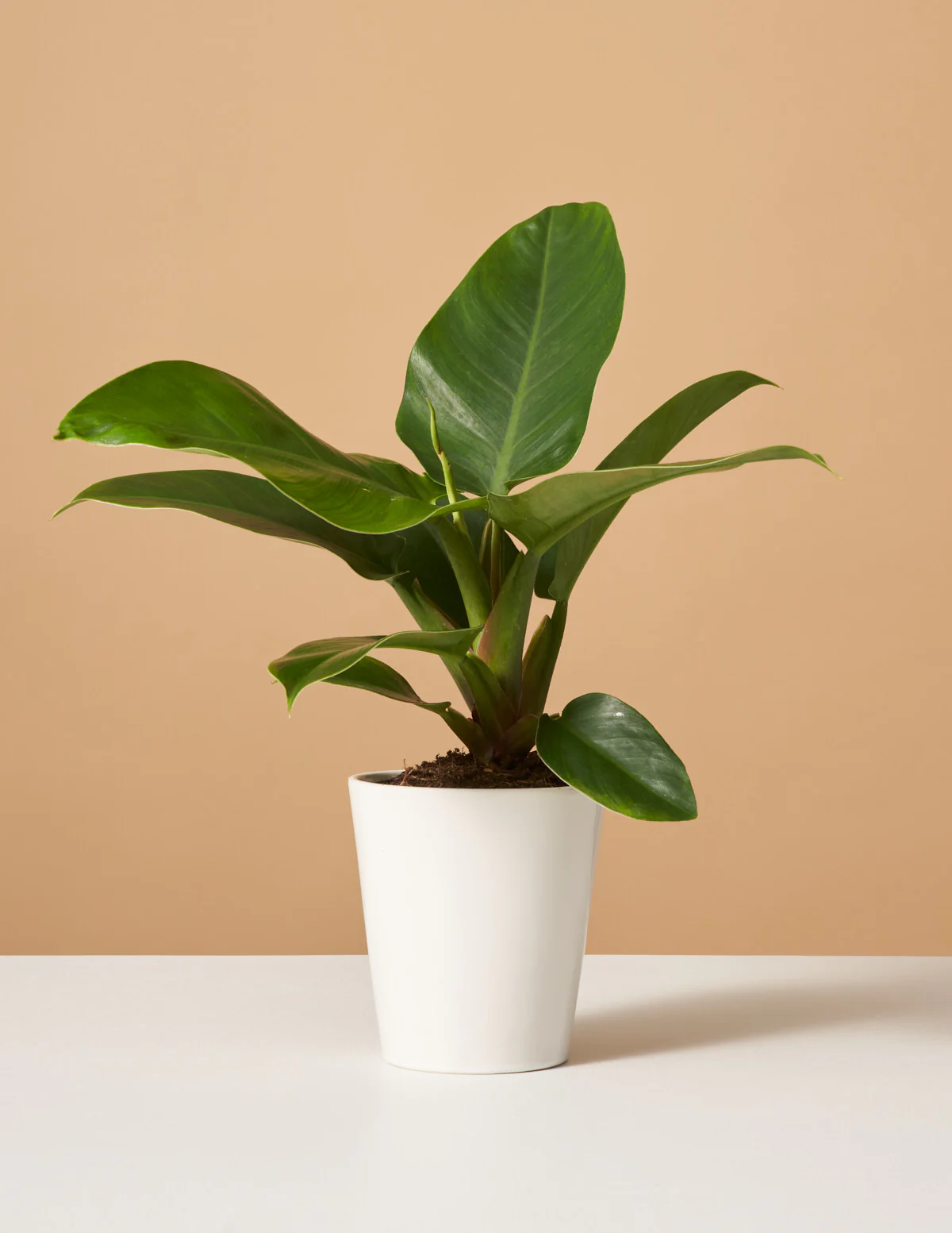 cây đế vương xanh