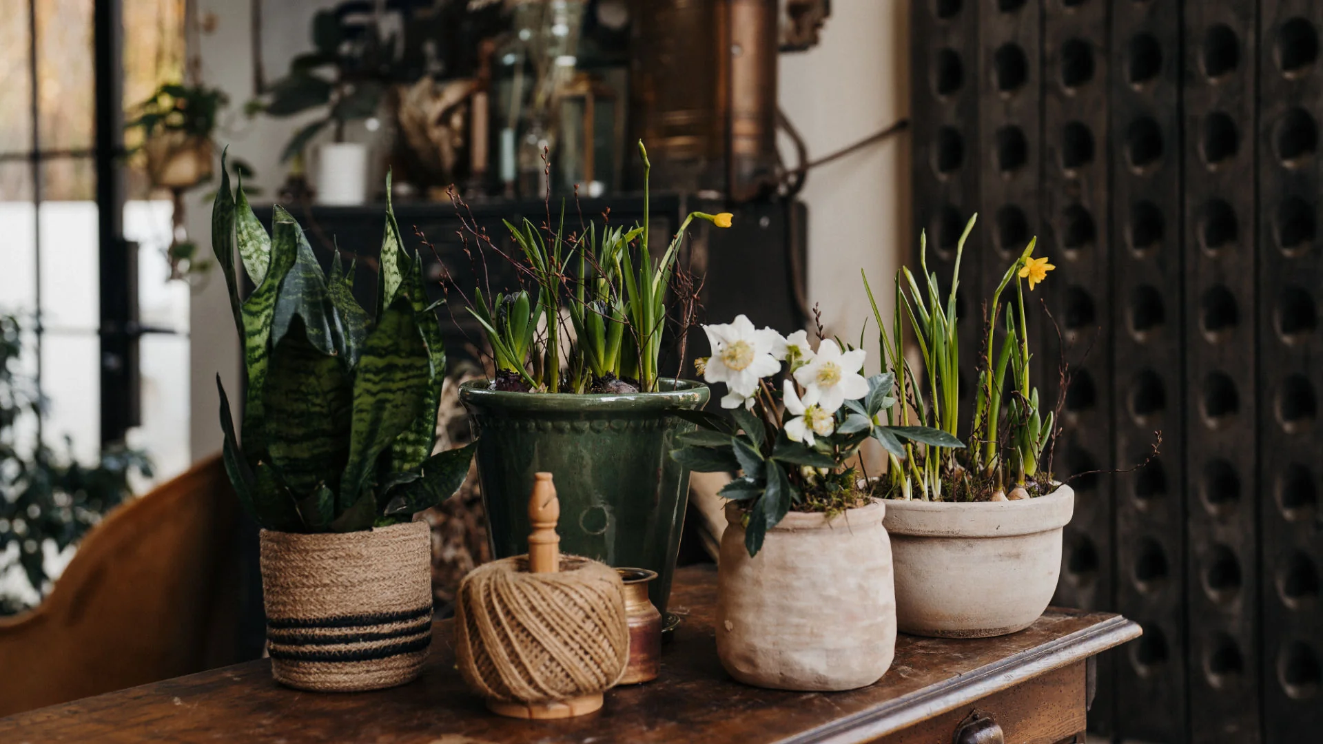 Sức Hấp Dẫn Từ Cây Cảnh Cho Quán Cafe cây decor