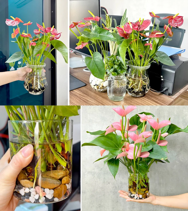Tận Hưởng Vẻ Đẹp Của Hồng Môn Thuỷ Sinh Trong Không Gian Sống cây hồng môn tròng nước