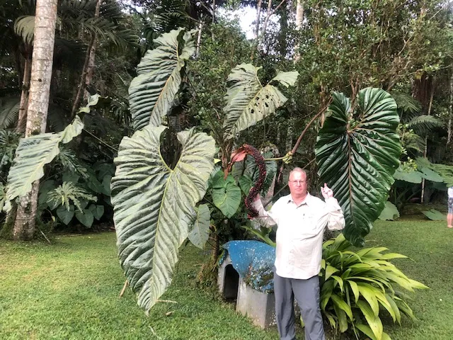 Cây Cảnh Lá To