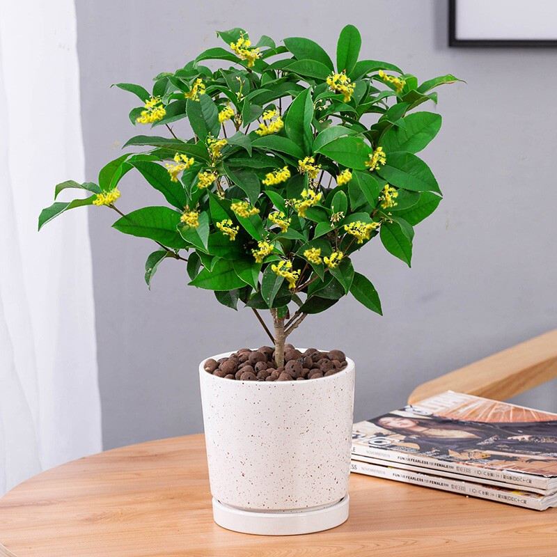 Khám Phá Thế Giới Những Cây Cảnh Hợp Mệnh Hỏa cây Mộc Hương