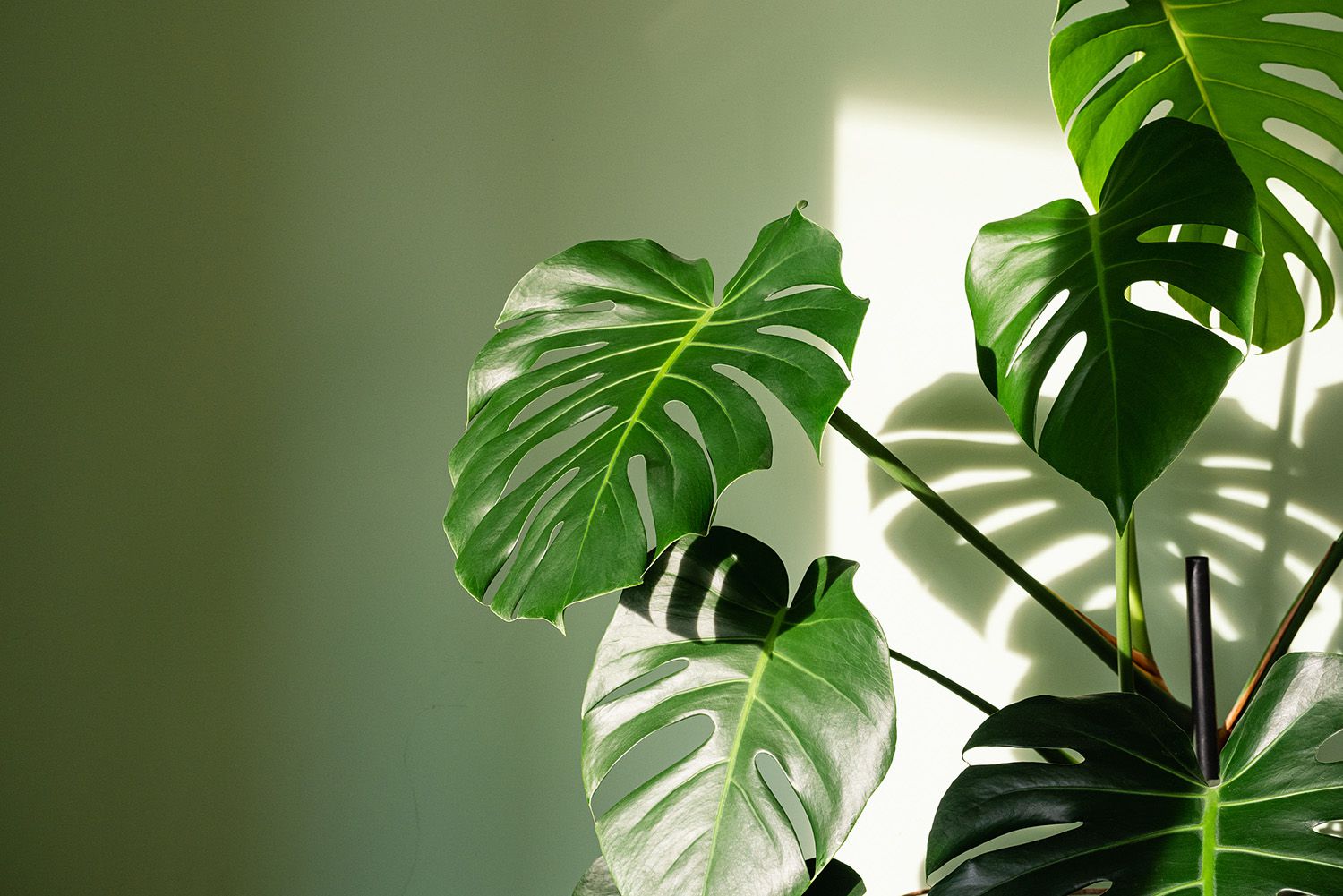 cây monstera