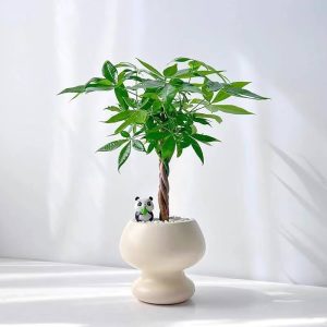cay tang tan gia