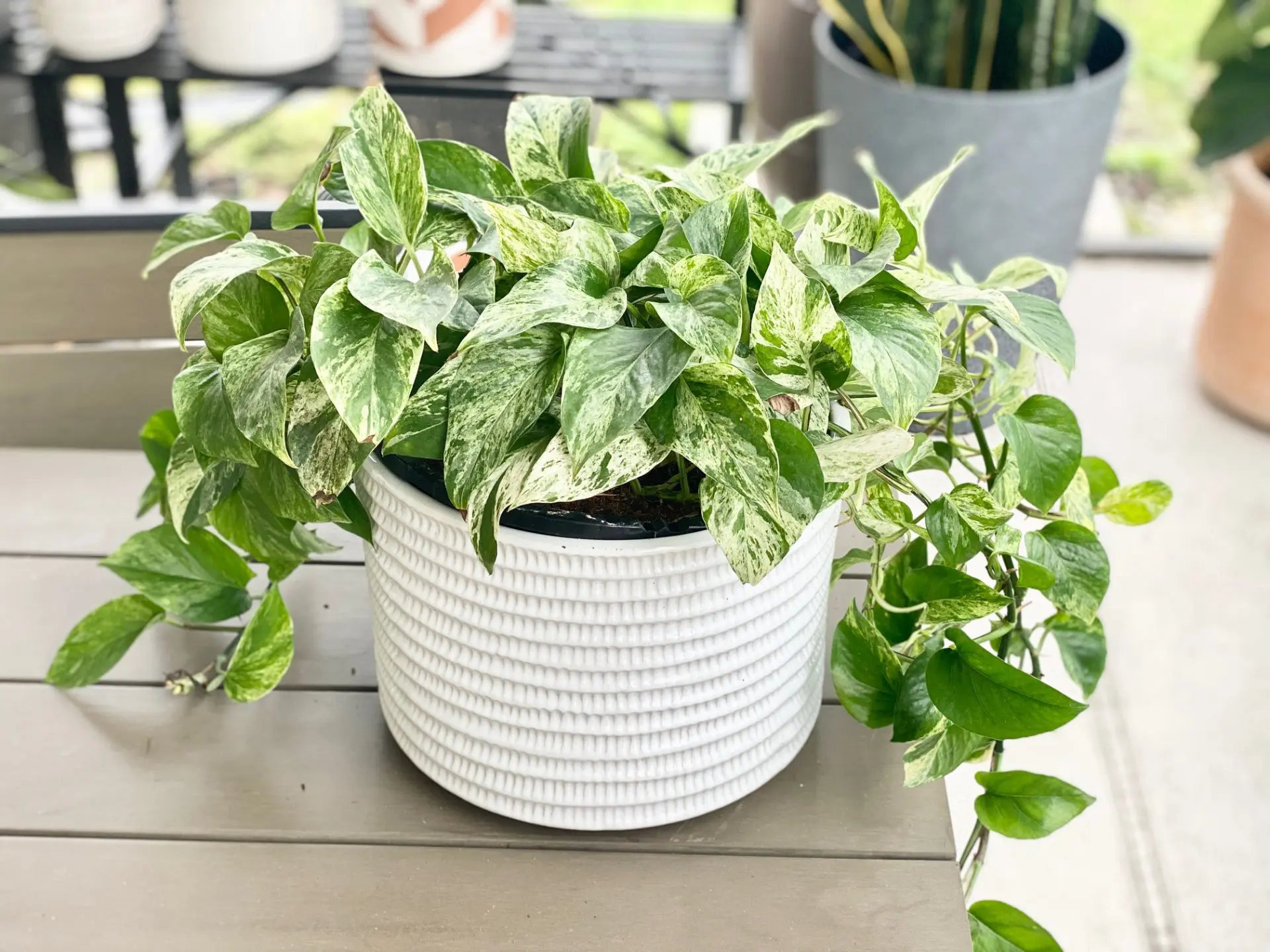 Cây Trầu Bà Cẩm Thạch: Nét Đẹp Kết Hợp Nghệ Thuật và Phong Thủy Marble Queen Pothos