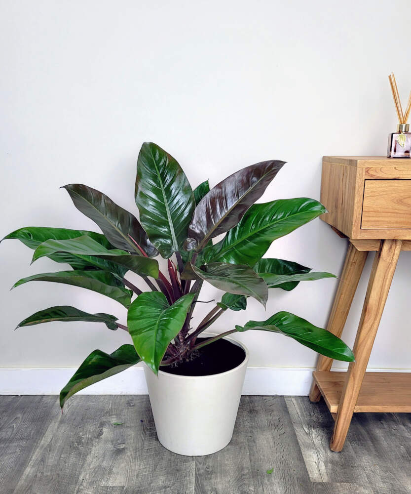 Tất cả về Cây Trầu Bà Đế Vương Đỏ: Lợi Ích Và Ý Nghĩa cây trầu bà đế vương đỏ