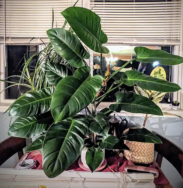 Cây trầu bà đế vương xanh