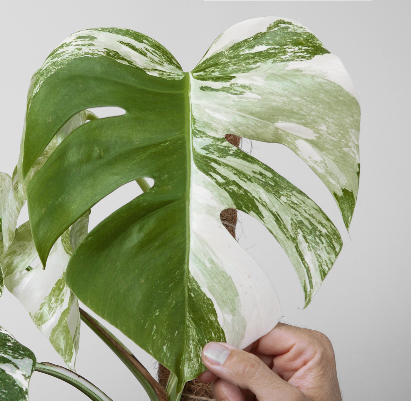 cây trầu bà đột biến