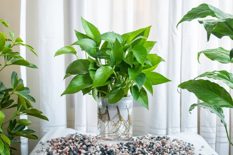 Khám Phá Vẻ Đẹp và Ý Nghĩa Của Cây Trầu Bà Thủy Sinh cây trầu bà thủy sinh