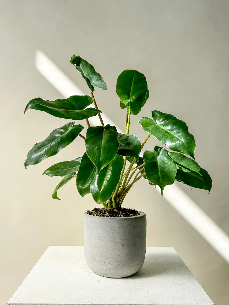 Vẻ đẹp và Cách Chăm sóc Trầu Bà Tỉ Phú Philodendron Burle Marxii Philodendron Burle Marxii.