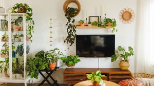 Cây decor phòng khách