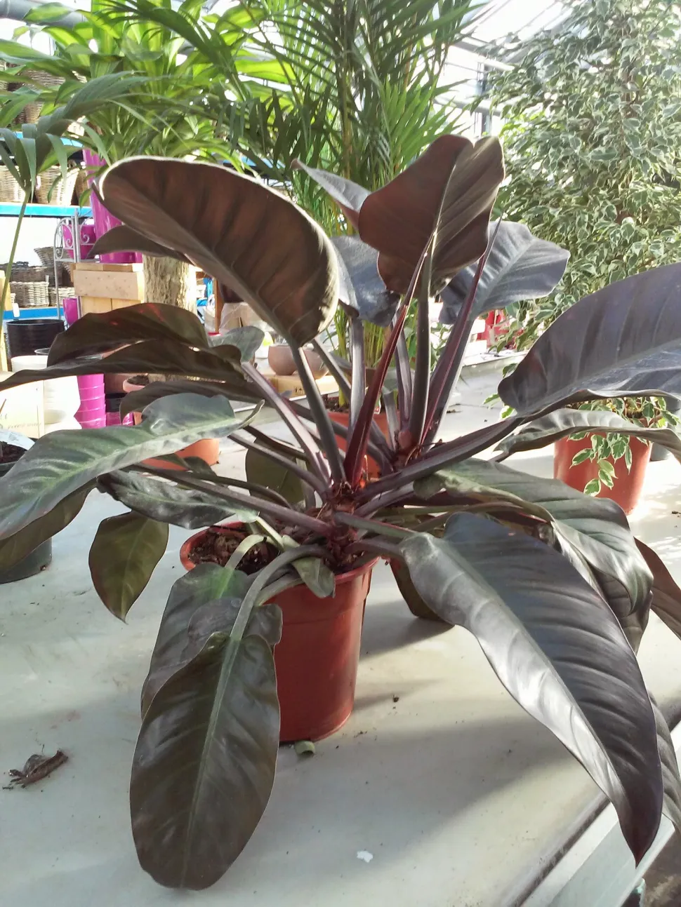 Tất cả về Cây Trầu Bà Đế Vương Đỏ: Lợi Ích Và Ý Nghĩa cây đế vương đỏ
