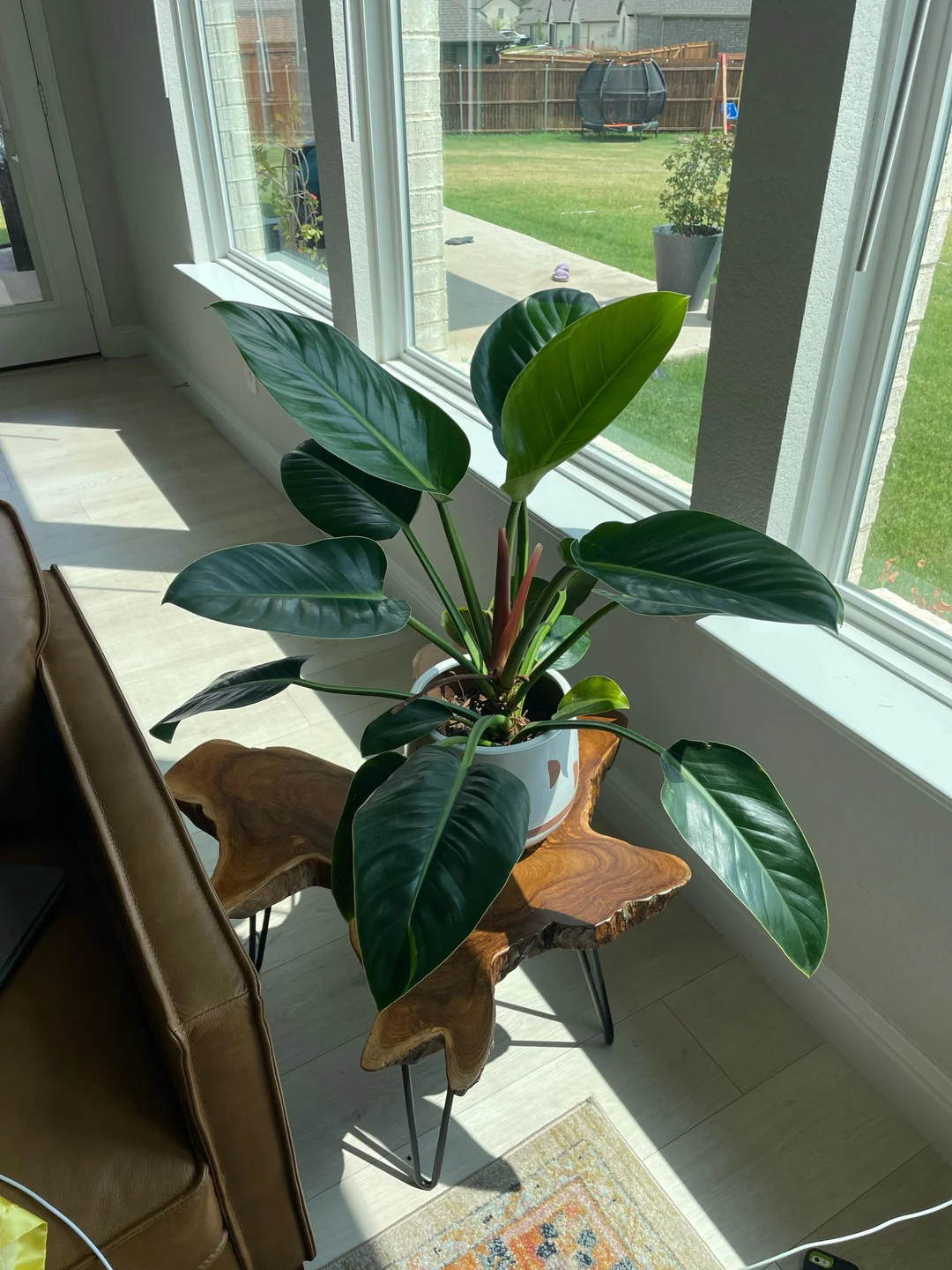 đế vương xanh phong thuỷ