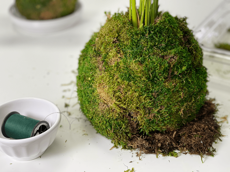 Anthurium Kokedama: Nghệ Thuật Bonsai Độc Đáo Trong Không Gian Sống Kekodama