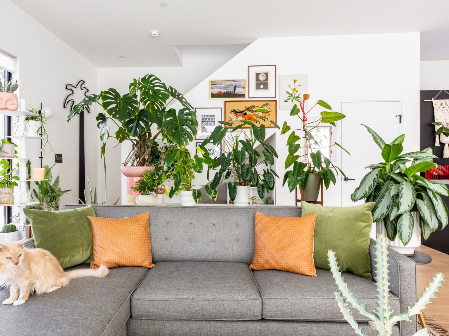 Cây Decor Phòng Khách Thành Ốc Đảo Xanh Mát kiểng lá