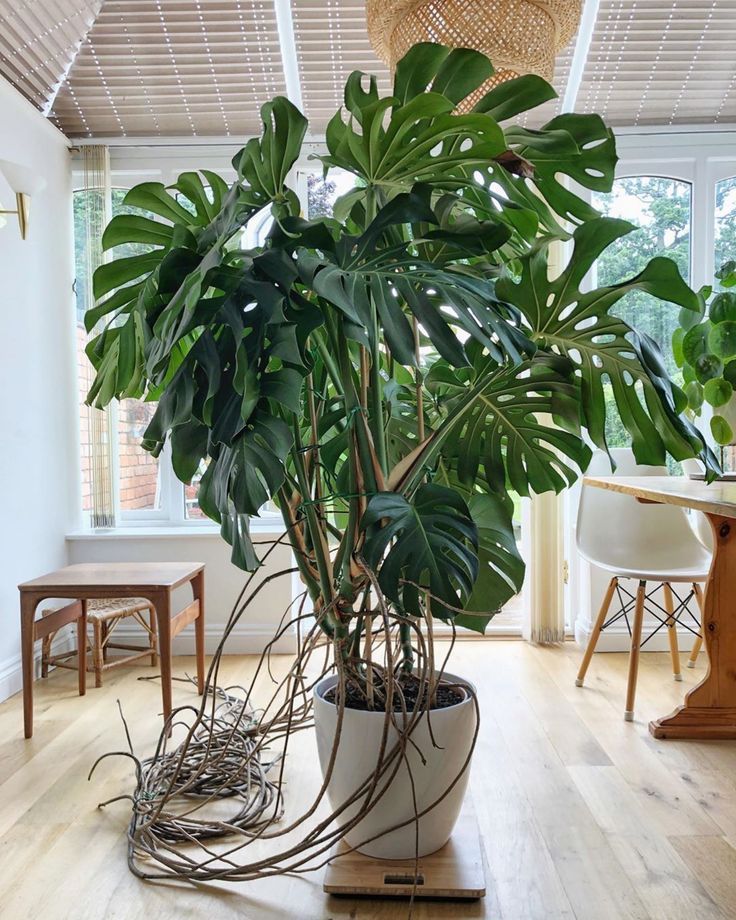 monstera