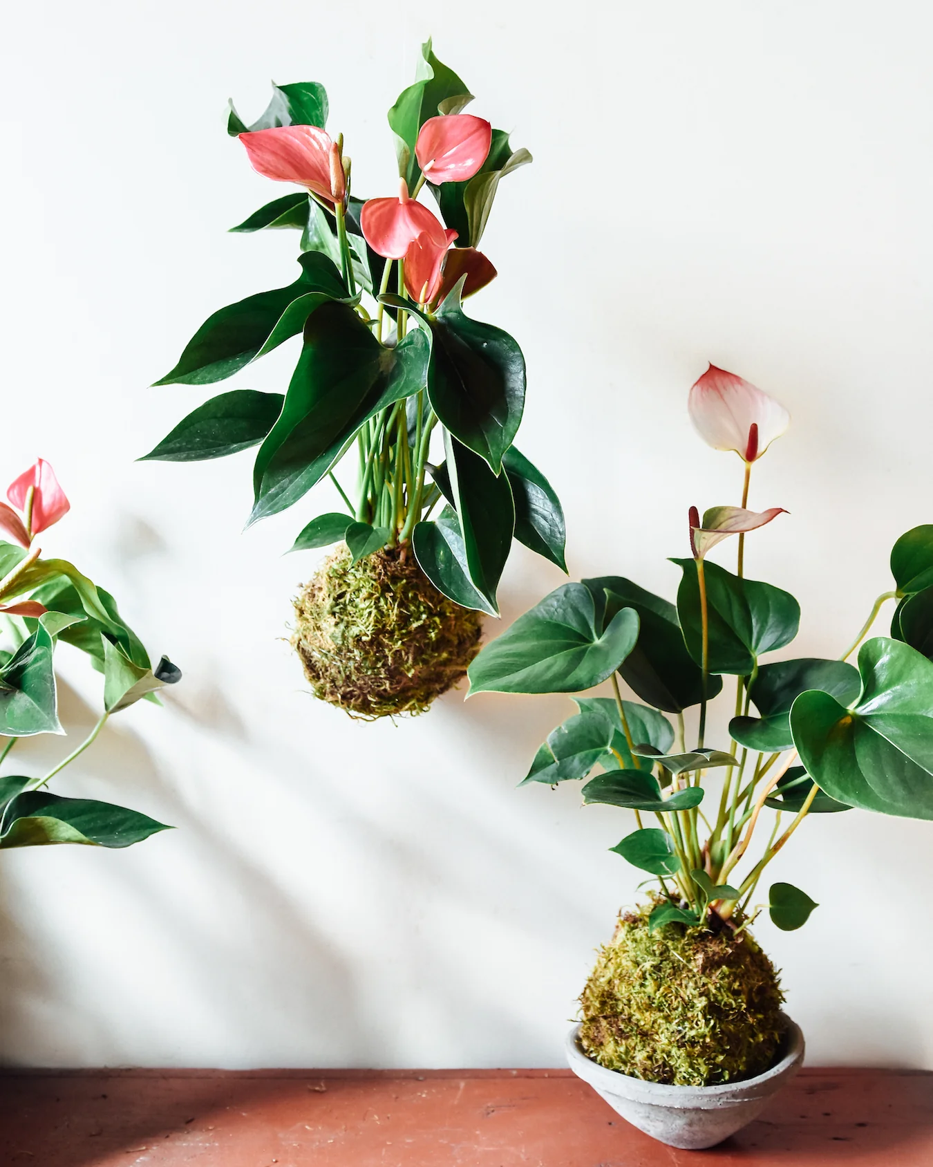 Anthurium Kokedama: Nghệ Thuật Bonsai Độc Đáo Trong Không Gian Sống Nghệ thuật kekodama