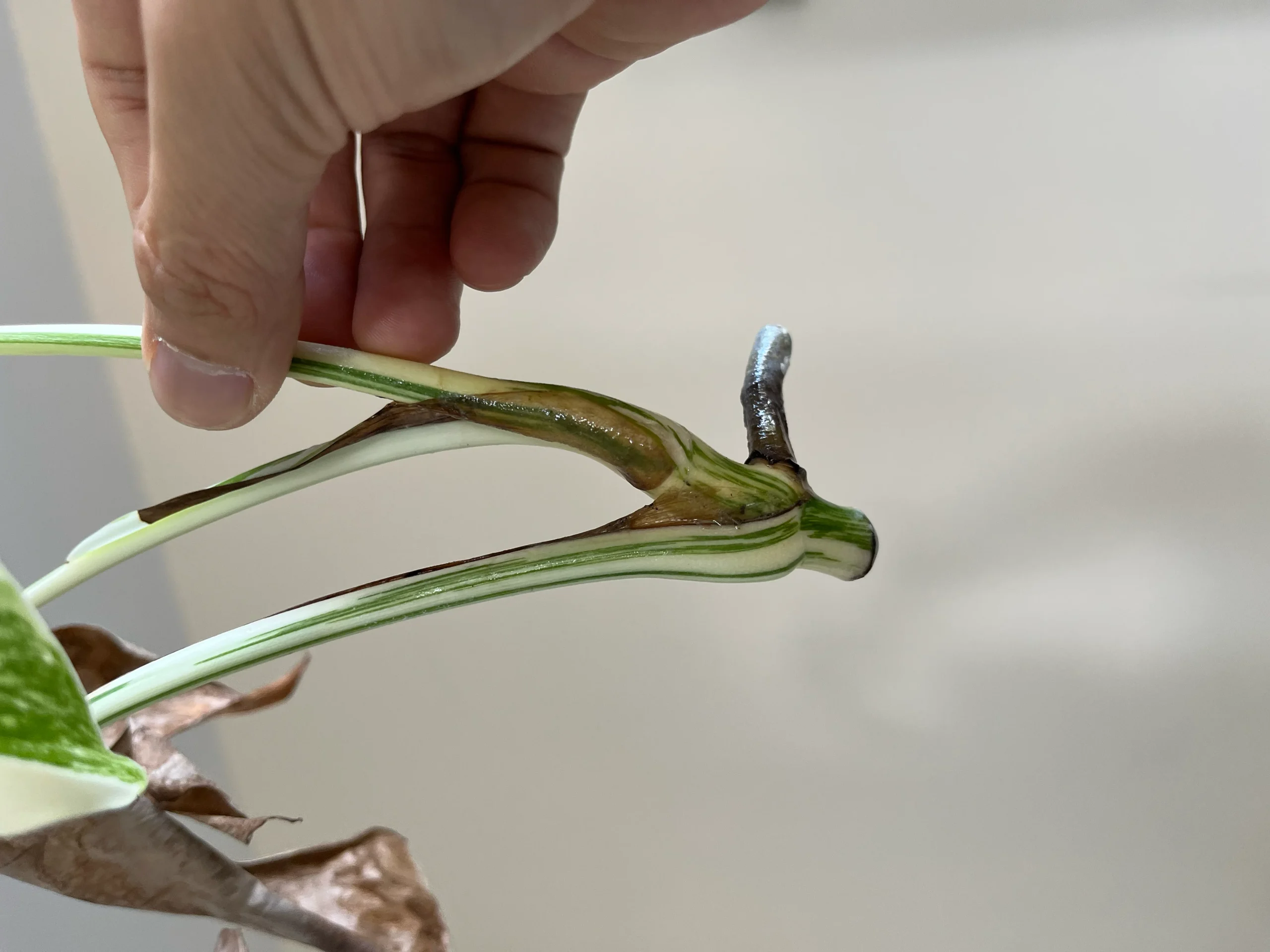 nhân giống Monstera Albo